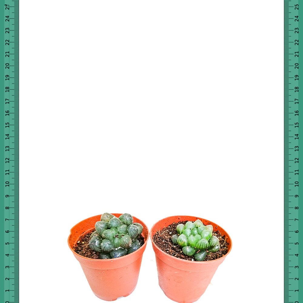 Özel Çeşit Haworthia Cooperi Mini Aşk Sukulent (Mini Saksıda)