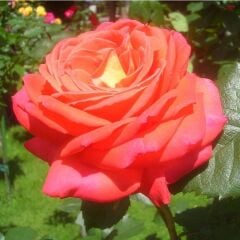 Tüplü Koleksiyonluk Yediveren Königin Der Rosen Kokulu Gül Fidanı