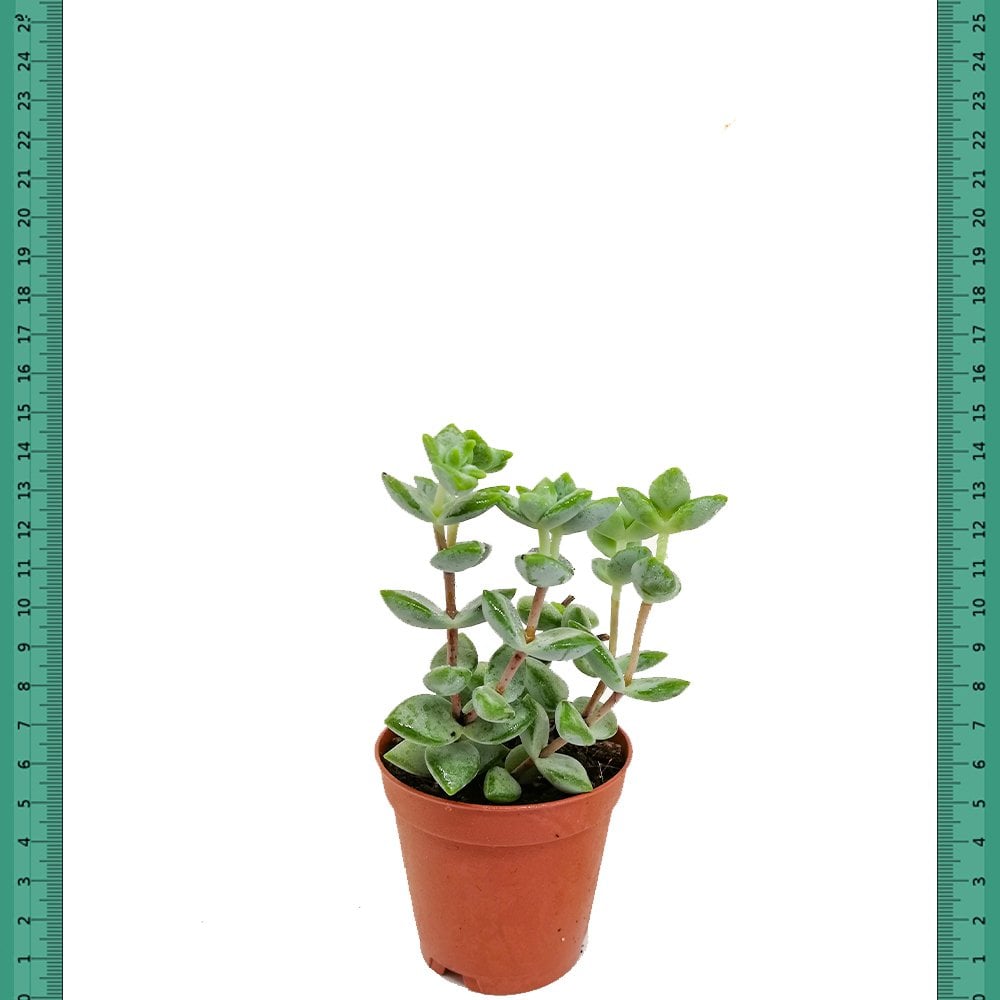 Hızlı Gelişen Crassula Rupetris Sukulent (Mini Saksıda)