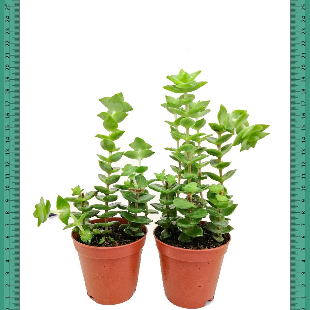 Crassula Conjucta Sukulent (Mini Saksıda)