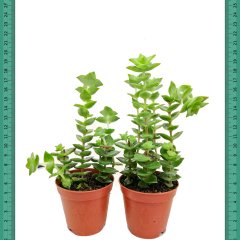 Crassula Conjucta Sukulent (Mini Saksıda)