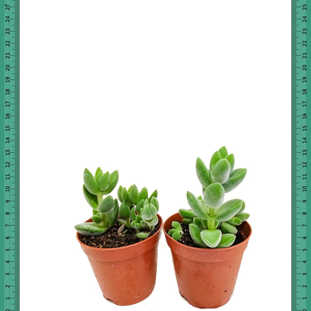 Akşam Işığında Parlayan Crassula Hibrit Sukulent(Mini Saksıda)