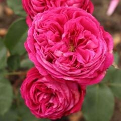 Tüplü Yediveren Parfüm Kokulu Freifrau Caroline Gül Fidanı