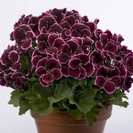 Nadir Aristo Black Beauty Sardunya Çiçeği Fidesi (1  adet)