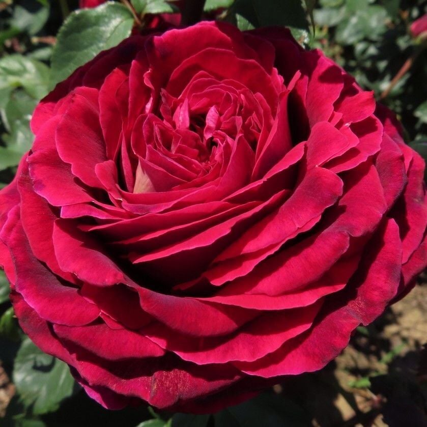 Tüplü Yediveren Kokulu Emma Gül Fidanı