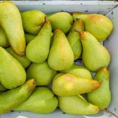 Tüplü Aşılı Kendine Verimli Abete Fetel Armut Fidanı