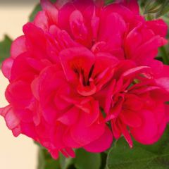 Grandeur İvy Red Sakız Sardunya Fidesi (1 adet)