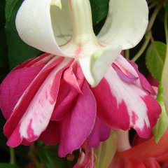 Marbeller Double White Pink Küpe Çiçeği Fidesi (2 adet)