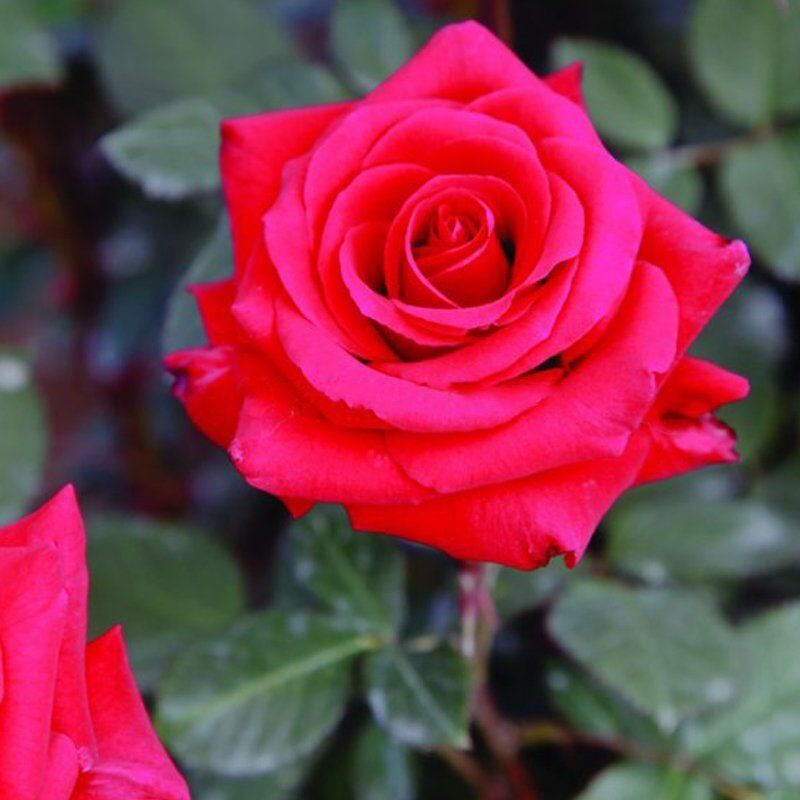 Tüplü Yediveren Kokulu Kordes Adriana Gül Fidanı