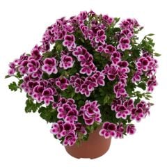 Pac Angeleyes Randy Sardunya Canan Fidesi (1 adet)