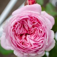 Tüplü Katmerli Yoğun Kokulu Rosegrafin Maria Henriette Gül Fidanı