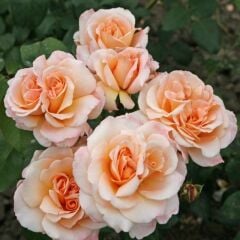 Tüplü Yediveren Oh Happy Day Kokulu Gül Fidanı