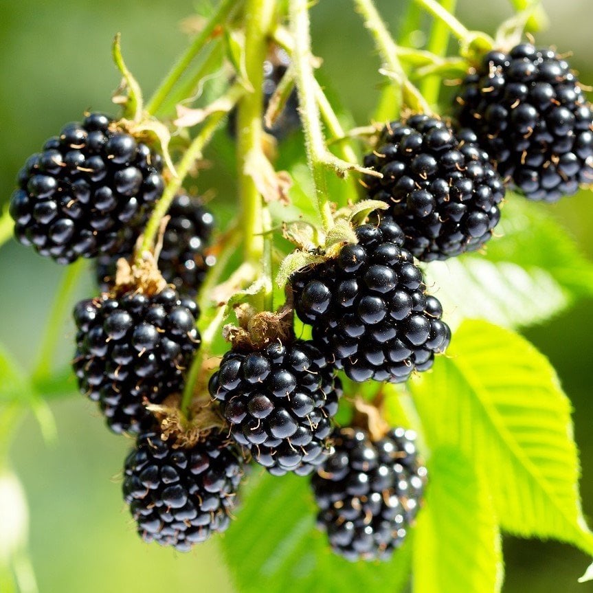 Tüplü Yüksek Verimli Aromalı Arapaho Böğürtlen Fidanı