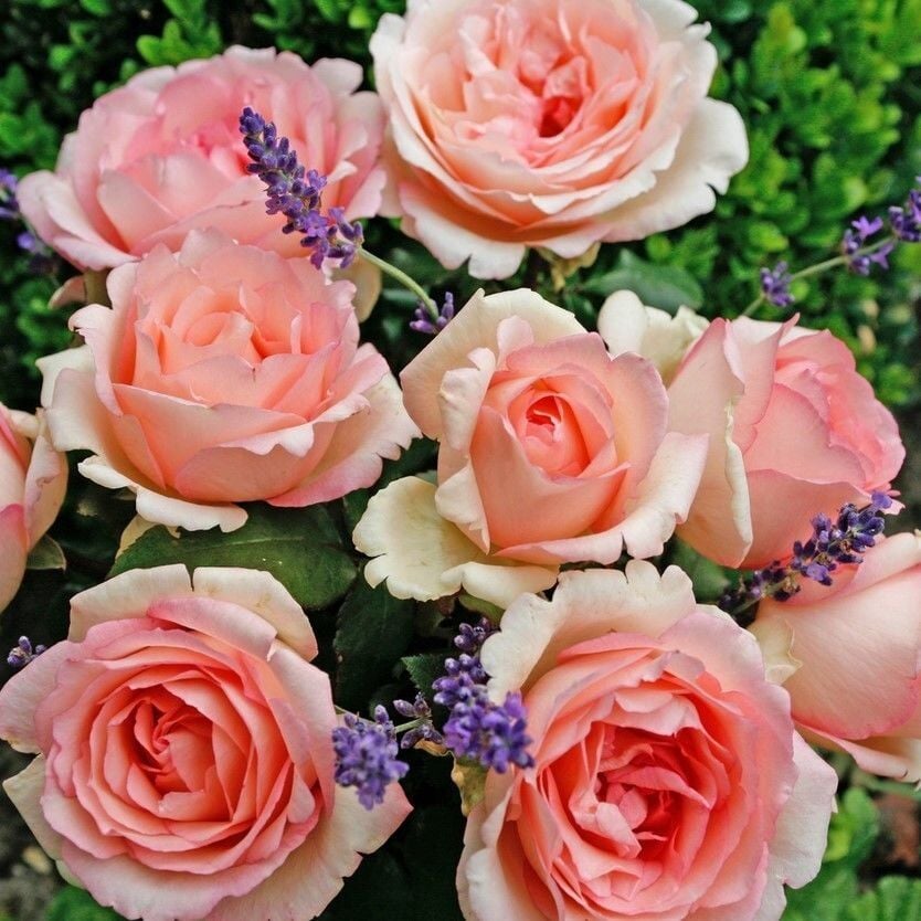 Tüplü Aşılı Souvenir De Baden Krem Pembesi Kokulu Yediveren Gül Fidanı