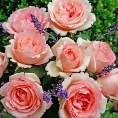 Tüplü Aşılı Souvenir De Baden Krem Pembesi Kokulu Yediveren Gül Fidanı