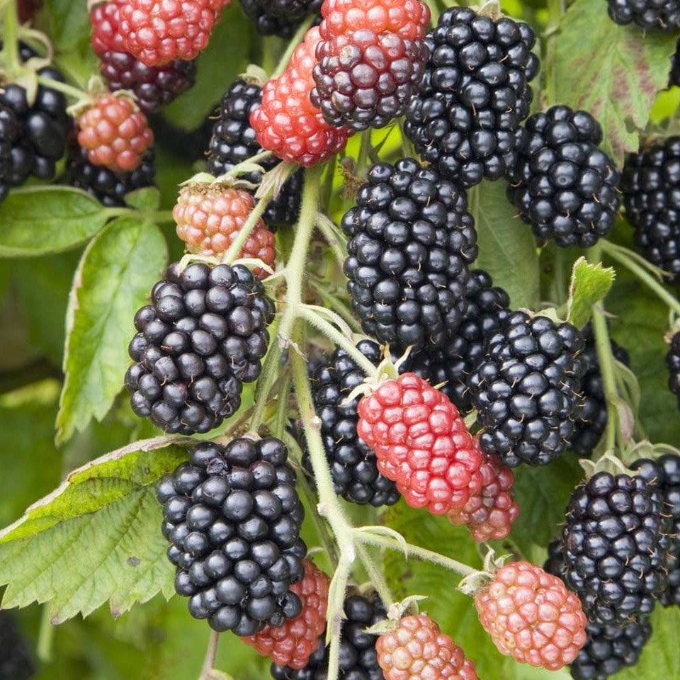 Tüplü Çok İri Meyveli Karaka Black Böğürtlen Fidanı