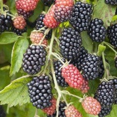 Tüplü Çok İri Meyveli Karaka Black Böğürtlen Fidanı