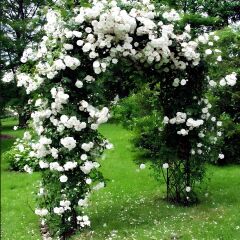 Çok Yaşlı Soğuklara Dayanıklı Kokulu Yediveren Bride Crown Beyaz Sarmaşık Gül Fidanı(120-200 CM)