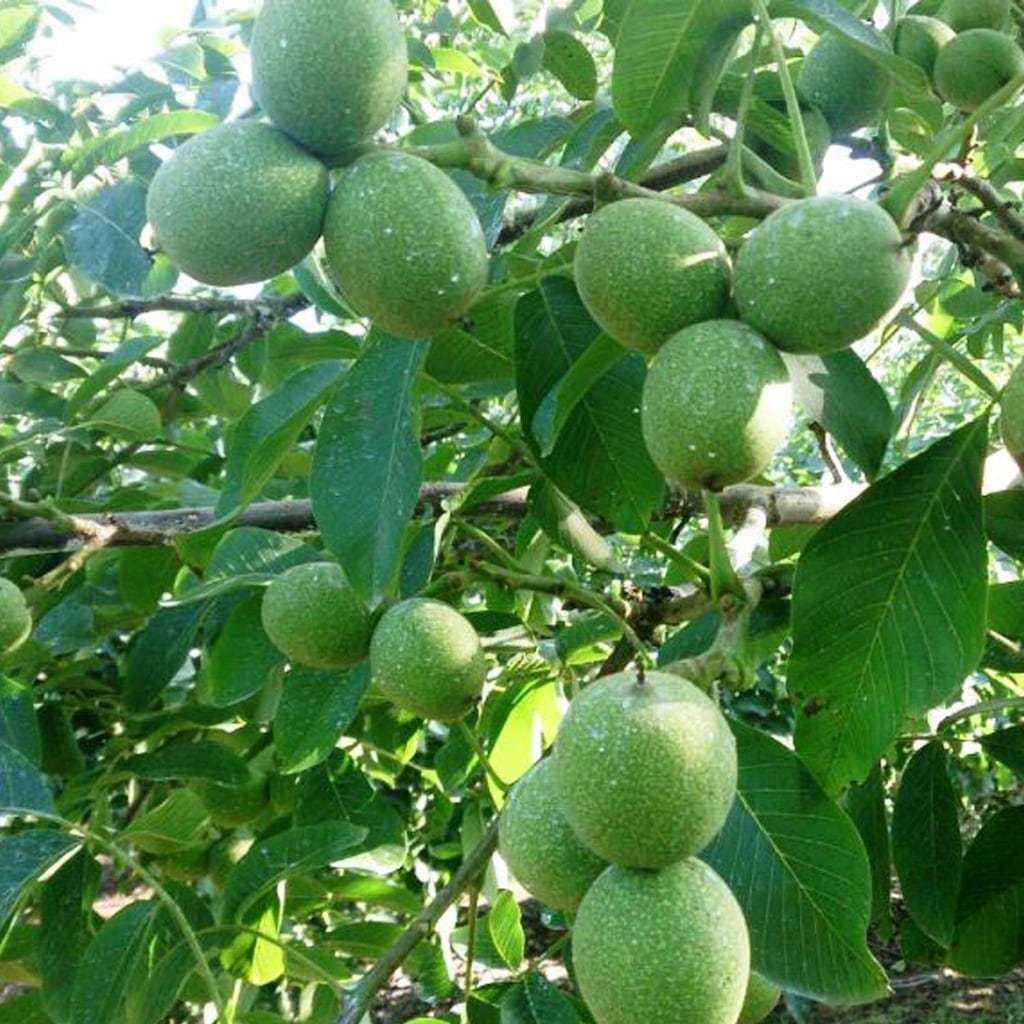 Tüplü Aşılı Geç Çiçeklenen Verimli Fernette Ceviz Fidanı
