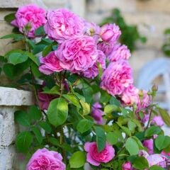 Çok Yaşlı Kokulu Pink Quen Pembe Renkli Sarmaşık Gül Fidanı (5 yaş 130-160 cm Sınırlı Stok)