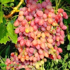 Tüplü Siirt Yüksek Aromalı Tayfi Üzüm Fidanı