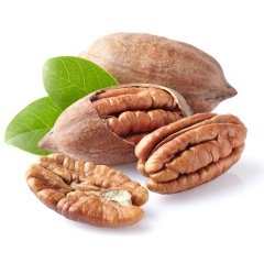 Tüplü Sahil Cevizi Pikan (Pecan) Ceviz Fidanı