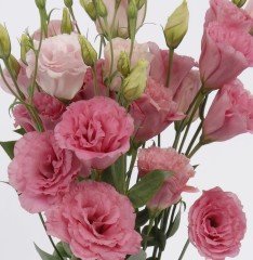 Katmerli Papillon Pink Blush Lisianthus Çiçeği Tohumu(50 tohum)