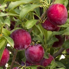 Tüplü Aşılı Santa Rosa Japon Erik Fidanı