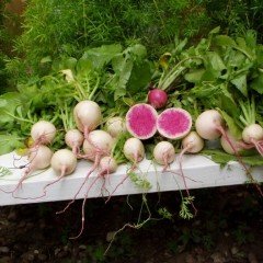 Bizimkız İçi Kırmızı Dışı Beyaz Sulu Watermelon Turp Fidesi (5 adet)