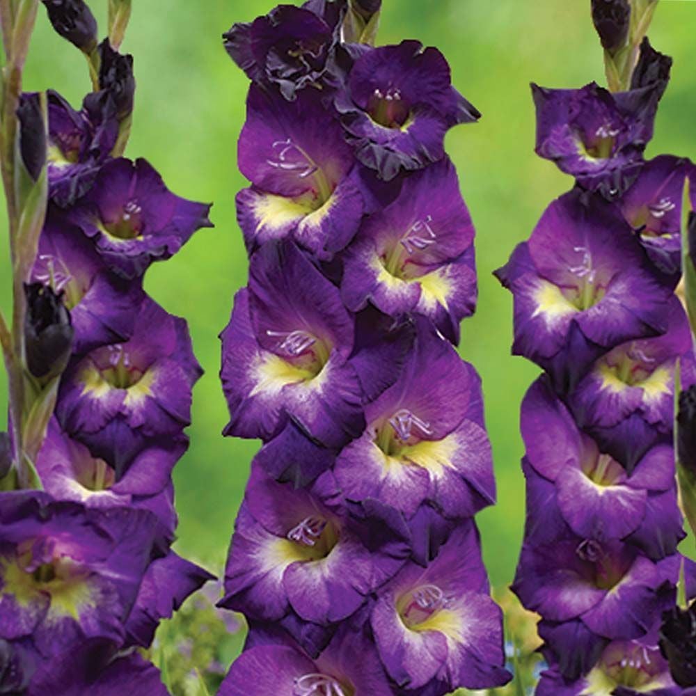 Mor Glayör Çiçeği Soğanı Yumrusu Gladiolus Purple Swan (2 adet)