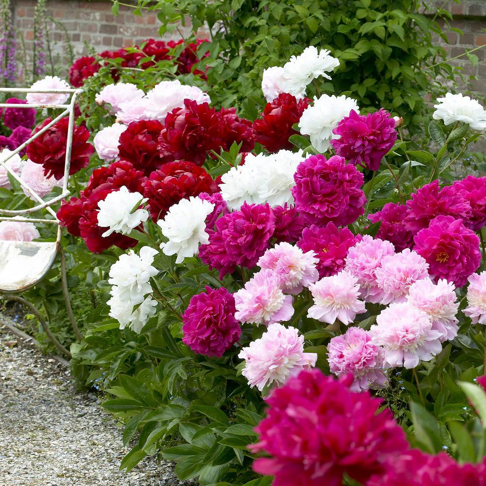 Katmerli Karışık Renkli Şakayık Çiçeği Yumrusu Mix Peony (3 Adet)