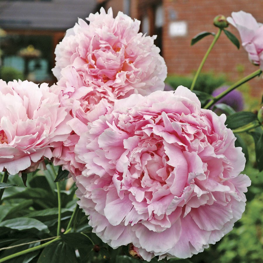 Katmerli Pembe Renkli Şakayık Çiçeği Yumrusu Pink Peony (1 Adet)