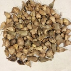Hoş Kokulu Karışık Frezya Çiçeği Soğanı Mix Freesia (5 adet)