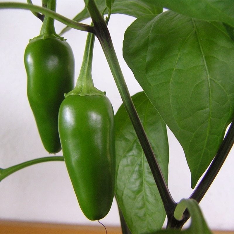 Jalapeno Tombul Acı Biber Fidesi(5 adet)