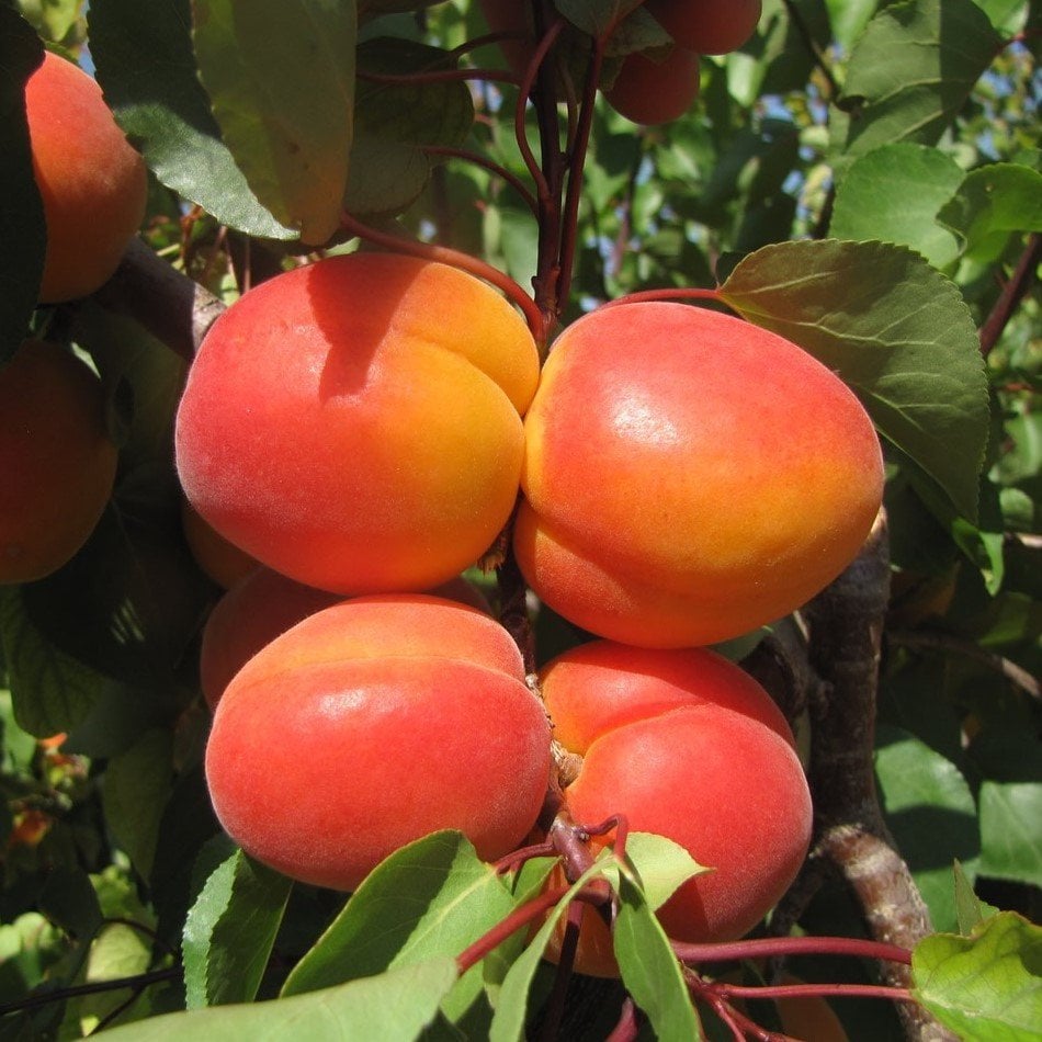 Tüplü Aşılı Yüksek Verimli Aromalı Çağataybey Kayısı Fidanı