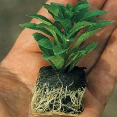 Katmerli Calita Double Sku Blue Milyonlar Çanı Calibrochoa Çiçeği Fidesi (1 adet)