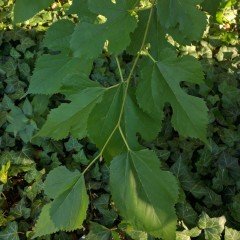 Tüplü Meyve Vermeyen Erkek Dut Fidanı Sarmalık