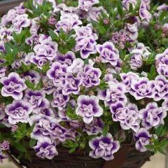 Katmerli Calita Double Blue Bicolor Milyonlar Çanı Calibrochoa Çiçeği Fidesi (1 adet)