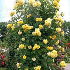 Soğuklara Dayanıklı Tüplü Yediveren Golden Gate Sarı Kokulu Sarmaşık Gül Fidanı