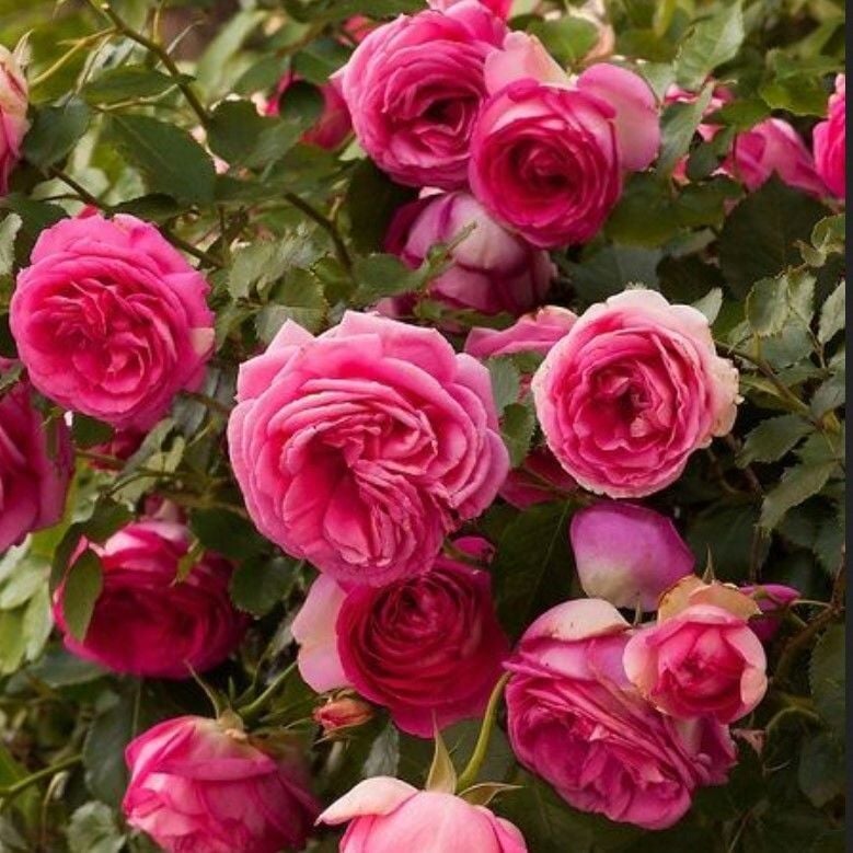 Tüplü Soğuklara Dayanıklı Kokulu Rosa Rampicanti Pembe Sarmaşık Gül Fidanı