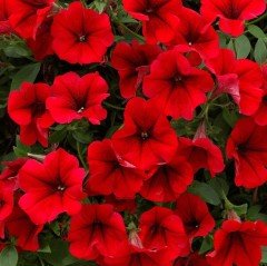 Koyu Kırmızı Petunya Fidesi Dark Red Petunia (2 Adet)