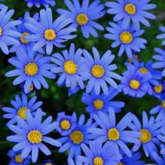 Özel Saksılık Felicia Amelloides Mavi Papatya Çiçeği Fidesi (10 adet)