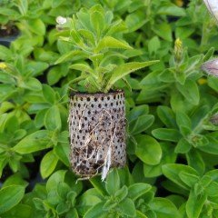 Koyu Kırmızı Petunya Fidesi Dark Red Petunia (2 Adet)