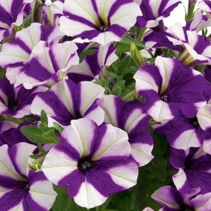 Pepy Serisi Double Color Purple Petunya Fidesi (2 Adet)