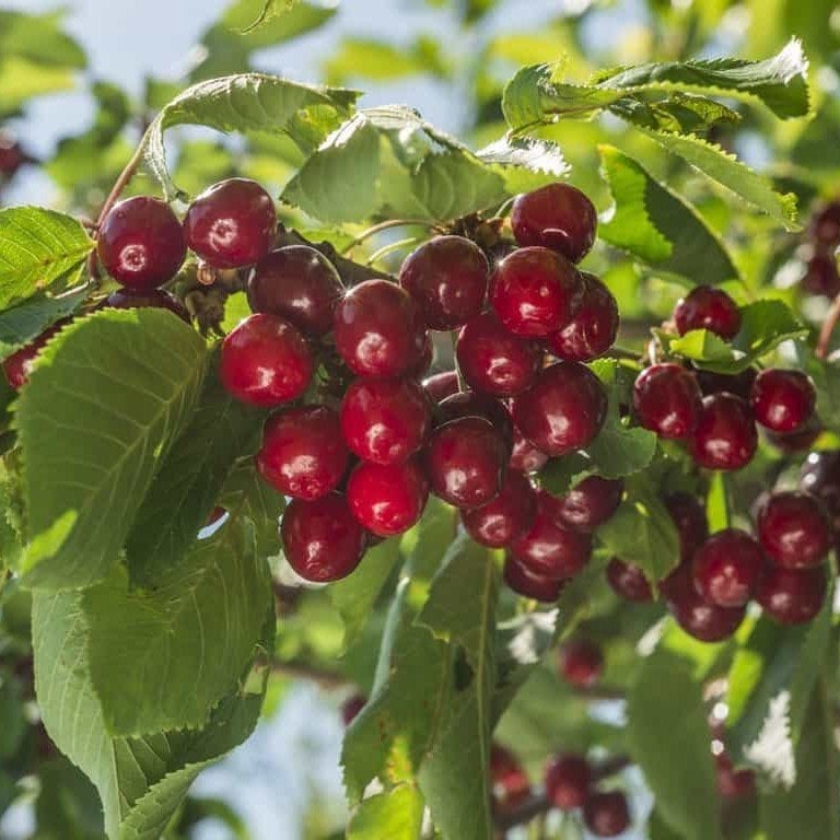 Tüplü Aşılı İri Meyveli Verimli Van Kirazı Fidanı