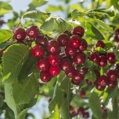 Tüplü Aşılı İri Meyveli Verimli Van Kirazı Fidanı