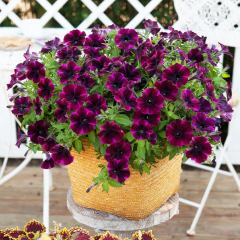 Sweetunia Seri Miss Fantastic Petunya Çiçeği Fidesi (3 Adet)