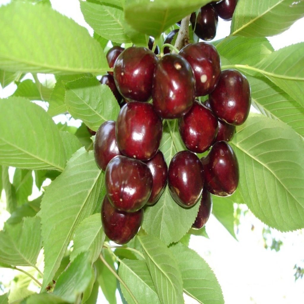 Tüplü Aşılı Yüksek Verimli Aromatik North Wonder Kiraz Fidanı