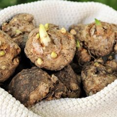 Sarı Çiçekli El Divo Lilium Zambak Soğanı (1 Adet)