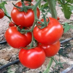 Verimli 5656 Oturak Domates Fidesi (5 adet)